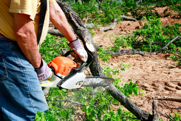 Reliable Woodfield, SC Tree Service Solutions